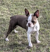 👑 Tiara 👑, a female Boston Terrier for sale in Perry, OK – 2 of 5