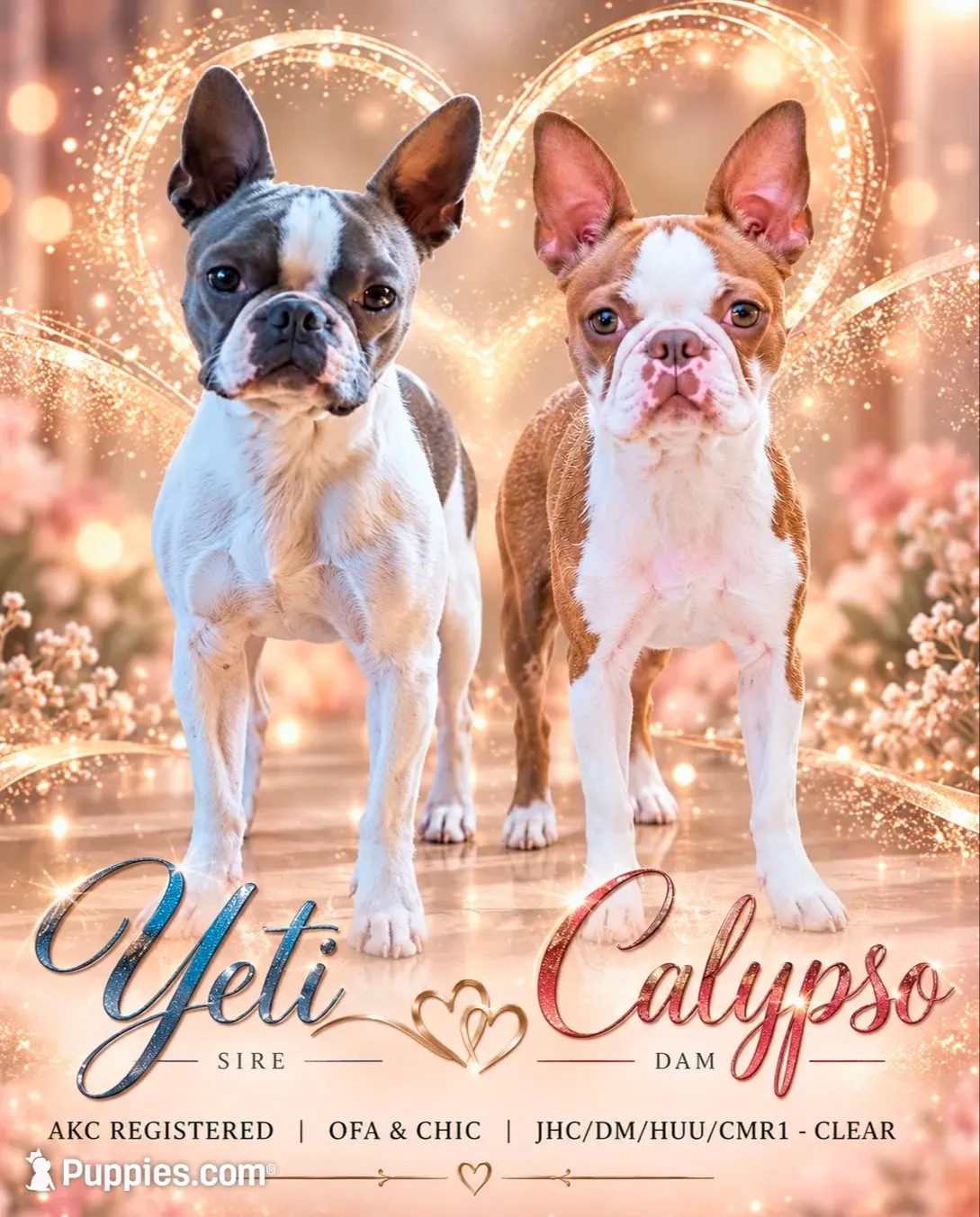 👑 Tiara 👑, a female Boston Terrier for sale in Perry, OK – 5 of 5