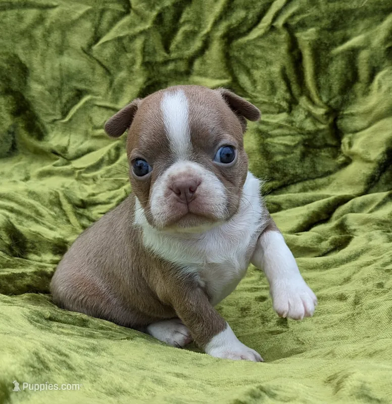 ✨️ Bingo ✨️ – Boston Terrier puppy for sale in Perry, OK