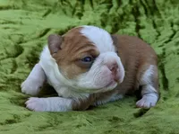 🚀 Rocket 🚀 , a male Boston Terrier for sale in Perry, OK – 3 of 5