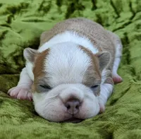 🇺🇸 Patriot 🇺🇸, a male Boston Terrier for sale in Perry, OK – 2 of 5