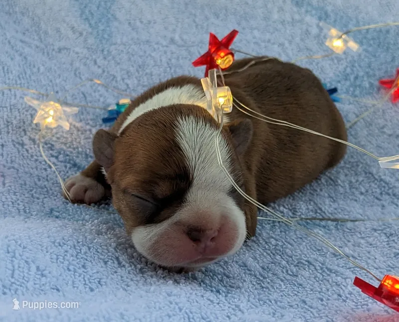 🔥 Fireball 🔥 – Boston Terrier puppy for sale in Perry, OK