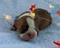 🔥 Fireball 🔥, a male Boston Terrier for sale in Perry, OK – 1 of 4