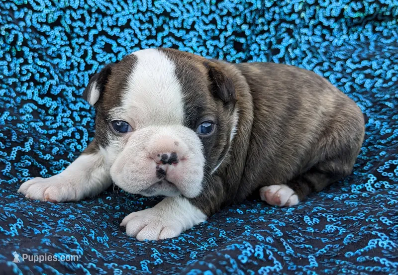 ✨️ Patch ✨️ – Boston Terrier puppy for sale in Perry, OK