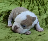🇺🇸 Patriot 🇺🇸, a male Boston Terrier for sale in Perry, OK – 3 of 5