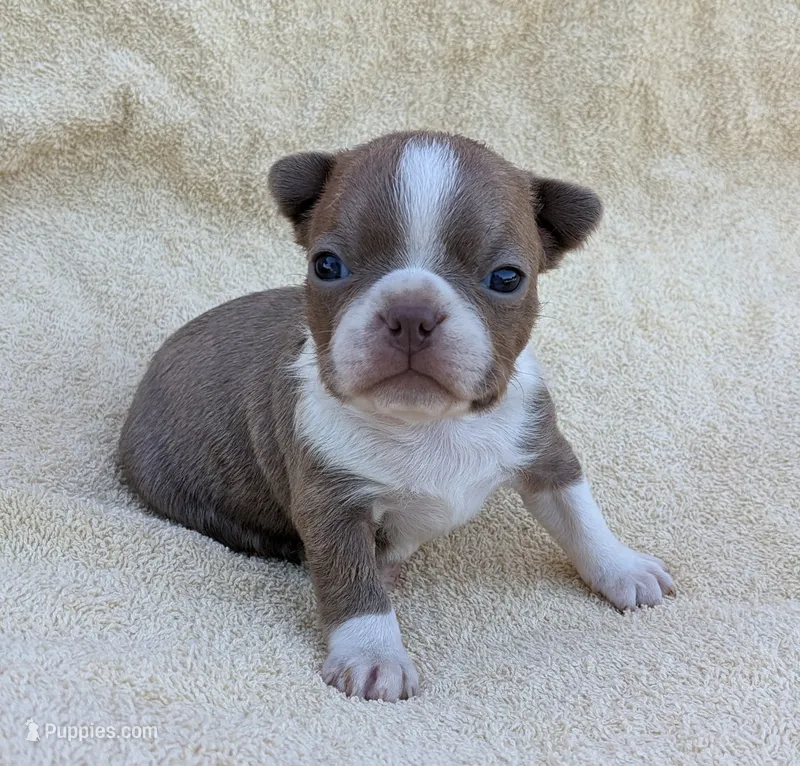 ✨️ Bingo ✨️ – Boston Terrier puppy for sale in Perry, OK
