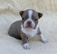 ✨️ Bingo ✨️, a male Boston Terrier for sale in Perry, OK – 1 of 4