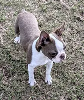 👑 Tiara 👑, a female Boston Terrier for sale in Perry, OK – 3 of 5