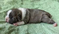🌊 Ocean 🌊, a male Boston Terrier for sale in Perry, OK – 4 of 6