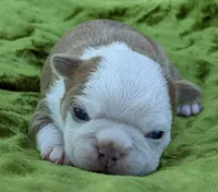 🎇 Boomer 🎇, a male Boston Terrier for sale in Perry, OK – 3 of 5