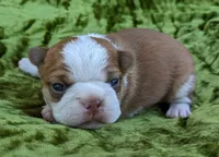 🚀 Rocket 🚀 , a male Boston Terrier for sale in Perry, OK – 2 of 5