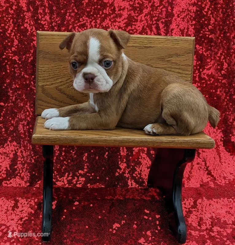 🔥 Fireball 🔥 – Boston Terrier puppy for sale in Perry, OK