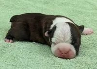 ✨️ Patch ✨️, a male Boston Terrier for sale in Perry, OK – 2 of 5