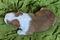 🚀 Rocket 🚀 , a male Boston Terrier for sale in Perry, OK – 4 of 5