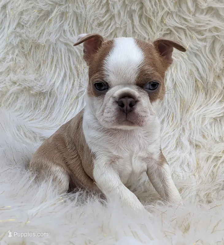 🇺🇸 Patriot 🇺🇸 – Boston Terrier puppy for sale in Perry, OK