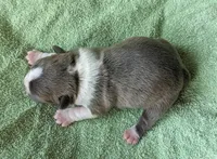 🌊 Ocean 🌊, a male Boston Terrier for sale in Perry, OK – 5 of 6
