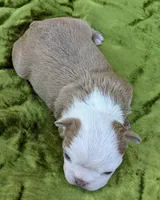 🎇 Boomer 🎇, a male Boston Terrier for sale in Perry, OK – 5 of 5