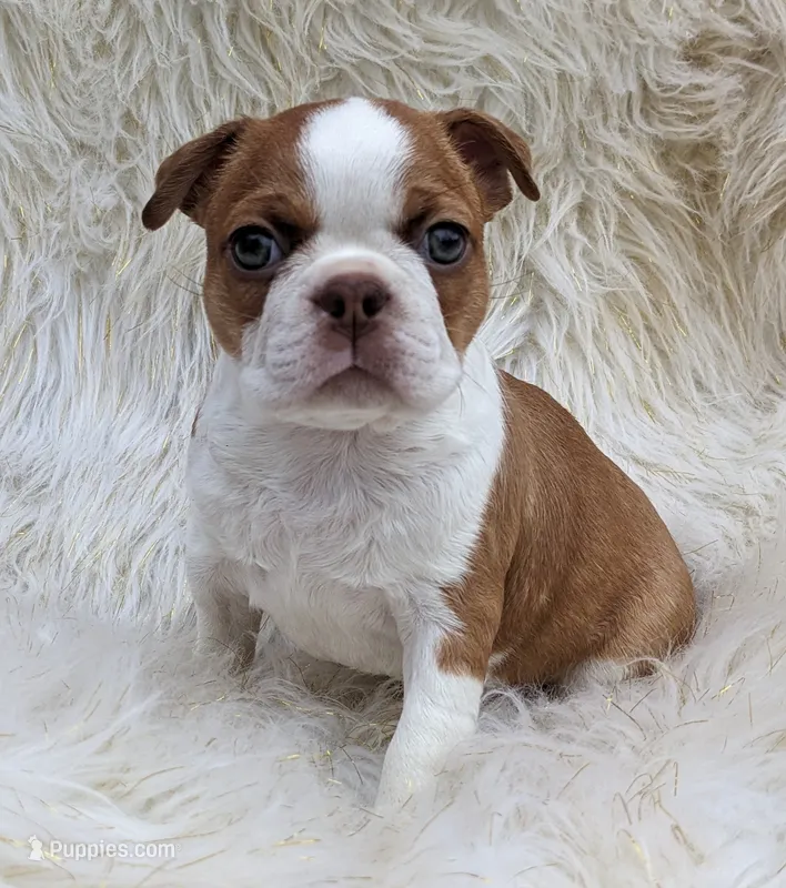 🚀 Rocket 🚀  – Boston Terrier puppy for sale in Perry, OK