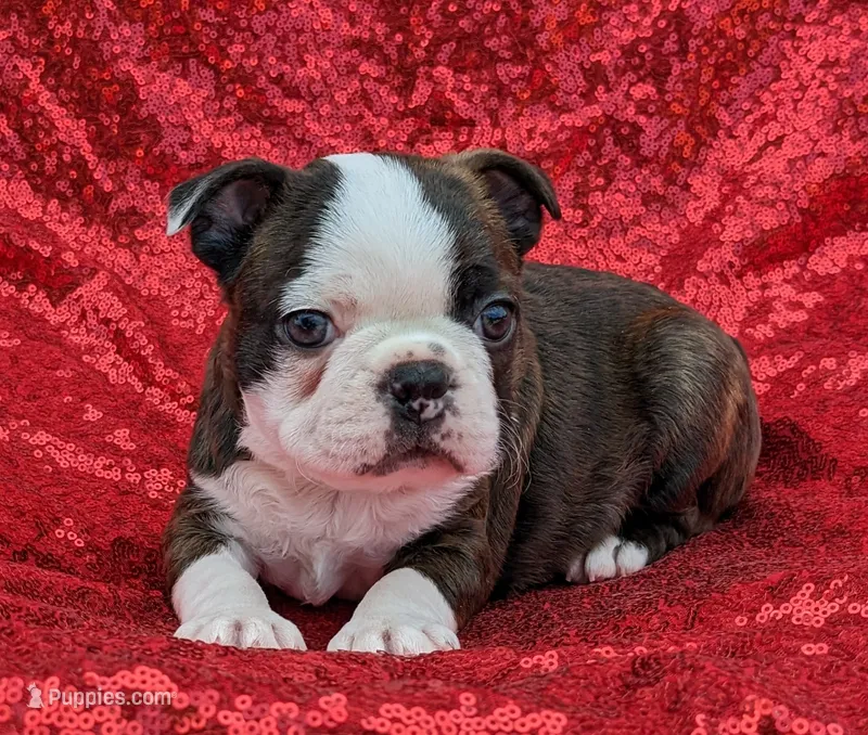 ✨️ Patch ✨️ – Boston Terrier puppy for sale in Perry, OK