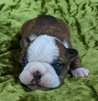 ✨️ Sparks ✨️, a male Boston Terrier for sale in Perry, OK – 4 of 5