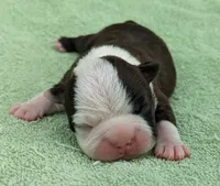 ✨️ Patch ✨️, a male Boston Terrier for sale in Perry, OK – 3 of 5