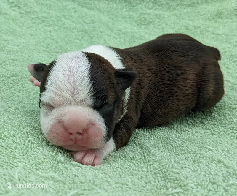 ✨️ Patch ✨️ – Boston Terrier puppy for sale in Perry, OK