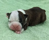 ✨️ Patch ✨️, a male Boston Terrier for sale in Perry, OK – 1 of 5