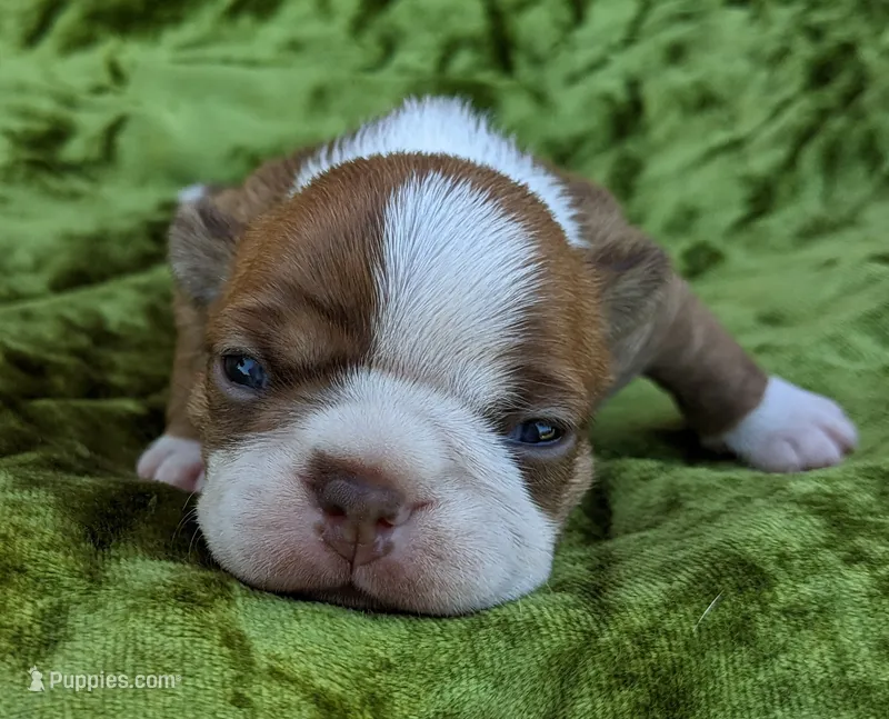 🔥 Fireball 🔥 – Boston Terrier puppy for sale in Perry, OK