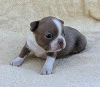 ✨️ Bingo ✨️, a male Boston Terrier for sale in Perry, OK – 2 of 4