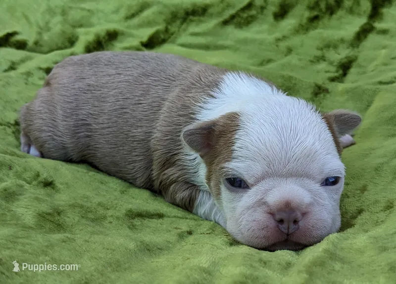 🎇 Boomer 🎇 – Boston Terrier puppy for sale in Perry, OK