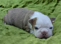 🎇 Boomer 🎇, a male Boston Terrier for sale in Perry, OK – 1 of 5