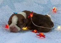🔥 Fireball 🔥, a male Boston Terrier for sale in Perry, OK – 3 of 4