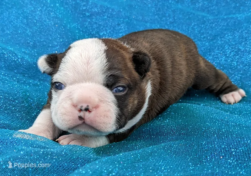 ✨️ Patch ✨️ – Boston Terrier puppy for sale in Perry, OK