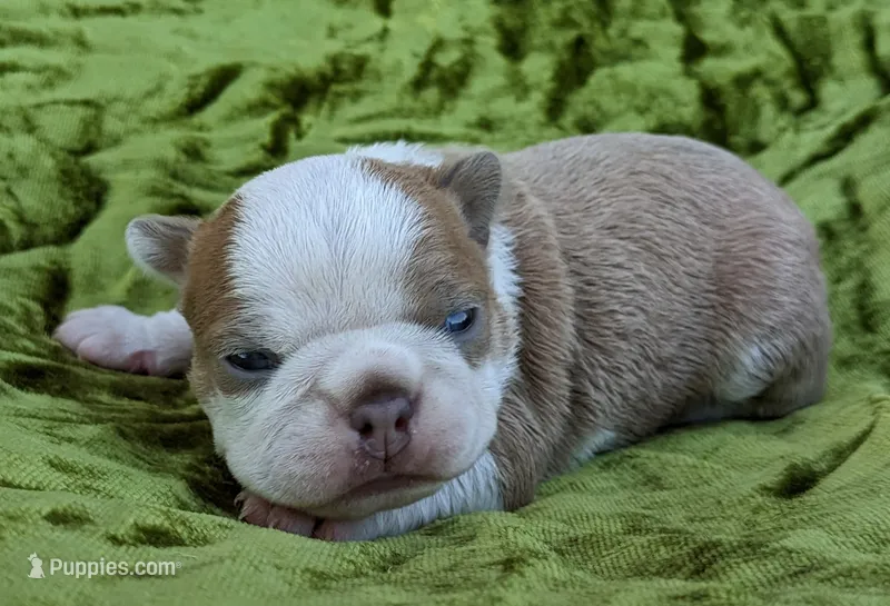 🇺🇸 Patriot 🇺🇸 – Boston Terrier puppy for sale in Perry, OK