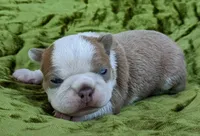 🇺🇸 Patriot 🇺🇸, a male Boston Terrier for sale in Perry, OK – 1 of 5