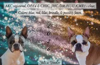 🌊 Ocean 🌊, a male Boston Terrier for sale in Perry, OK – 6 of 6