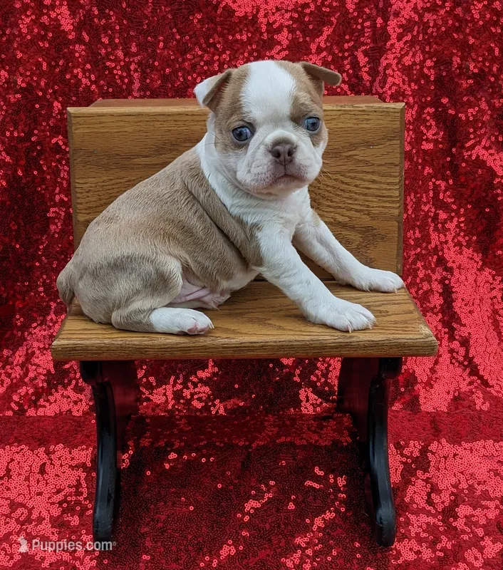 🇺🇸 Patriot 🇺🇸 – Boston Terrier puppy for sale in Perry, OK