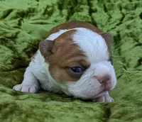 🚀 Rocket 🚀 , a male Boston Terrier for sale in Perry, OK – 5 of 5