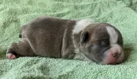 🌊 Ocean 🌊, a male Boston Terrier for sale in Perry, OK – 2 of 6