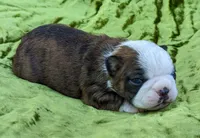 ✨️ Sparks ✨️, a male Boston Terrier for sale in Perry, OK – 5 of 5