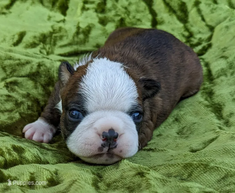 ✨️ Sparks ✨️ – Boston Terrier puppy for sale in Perry, OK
