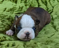 ✨️ Sparks ✨️, a male Boston Terrier for sale in Perry, OK – 1 of 5