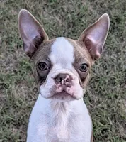 👑 Tiara 👑, a female Boston Terrier for sale in Perry, OK – 4 of 5