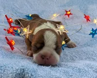 🔥 Fireball 🔥, a male Boston Terrier for sale in Perry, OK – 2 of 4