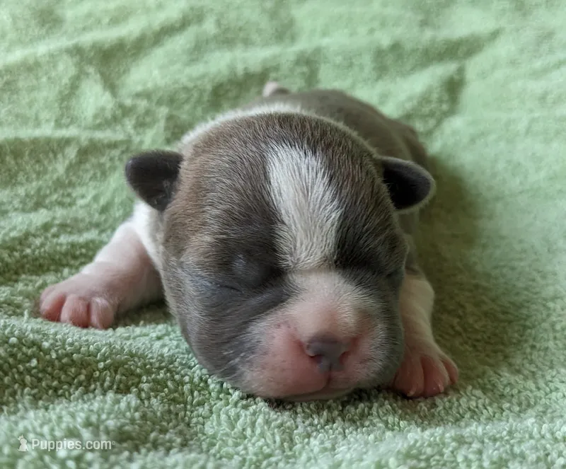 🌊 Ocean 🌊 – Boston Terrier puppy for sale in Perry, OK