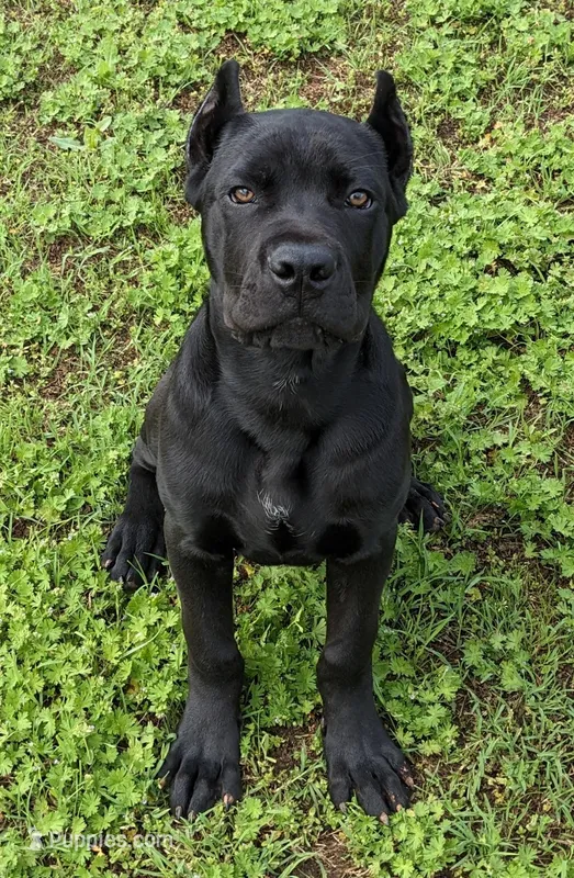 Angus – Cane Corso puppy for sale in Perry, OK