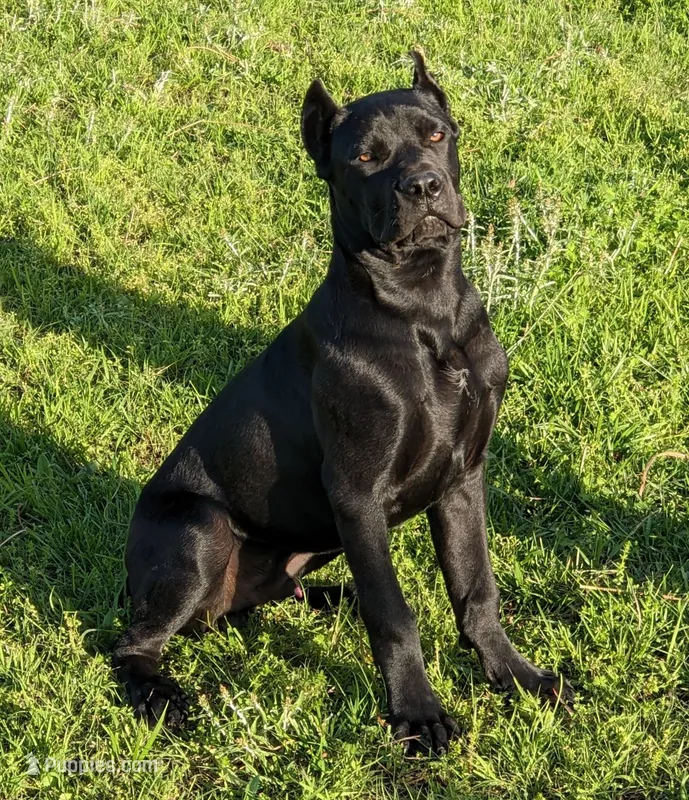 Angus – Cane Corso puppy for sale in Perry, OK