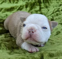🎇 Boomer 🎇, a male Boston Terrier for sale in Perry, OK – 2 of 5