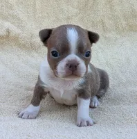 ✨️ Bingo ✨️, a male Boston Terrier for sale in Perry, OK – 3 of 4