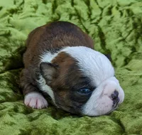 ✨️ Sparks ✨️, a male Boston Terrier for sale in Perry, OK – 3 of 5